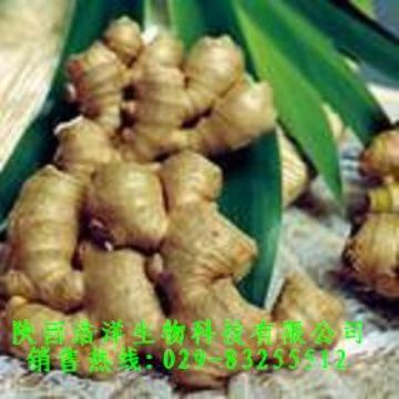 Ginger Root P.E.